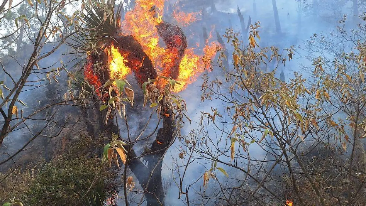 incendio Malinche fuego Conafor (1)